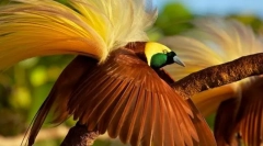 Velký paradise bird